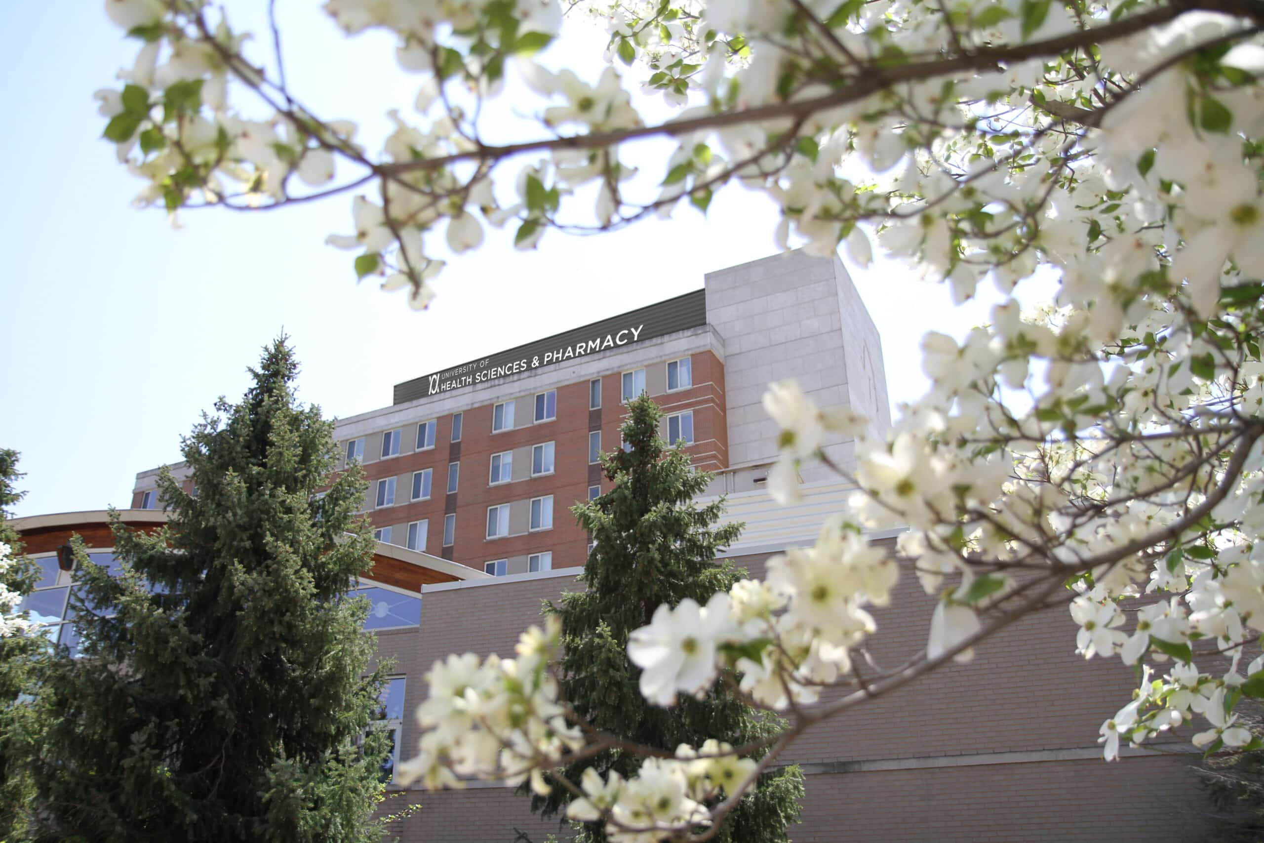 View of the top of a campus building through the flowery blooms of a tree